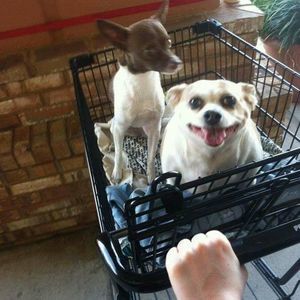 Meet your Posher, Jeffrey